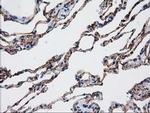 Aquaporin 1 Antibody in Immunohistochemistry (Paraffin) (IHC (P))