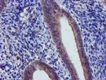 CHCHD5 Antibody in Immunohistochemistry (Paraffin) (IHC (P))