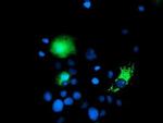 CHCHD5 Antibody in Immunocytochemistry (ICC/IF)