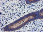 CHCHD5 Antibody in Immunohistochemistry (Paraffin) (IHC (P))