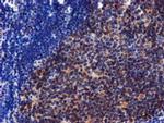 CHCHD5 Antibody in Immunohistochemistry (Paraffin) (IHC (P))