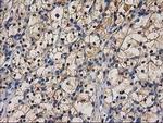 CTH Antibody in Immunohistochemistry (Paraffin) (IHC (P))