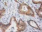 CTH Antibody in Immunohistochemistry (Paraffin) (IHC (P))