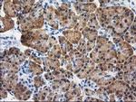 CTH Antibody in Immunohistochemistry (Paraffin) (IHC (P))