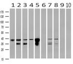UBXN2B Antibody in Western Blot (WB)