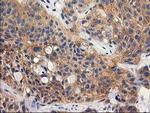 RTN4IP1 Antibody in Immunohistochemistry (Paraffin) (IHC (P))