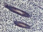 HOXC11 Antibody in Immunohistochemistry (Paraffin) (IHC (P))