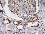 Destrin Antibody in Immunohistochemistry (Paraffin) (IHC (P))