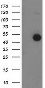 Beclin 1 Antibody in Western Blot (WB)