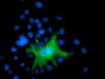 DEF8 Antibody in Immunocytochemistry (ICC/IF)