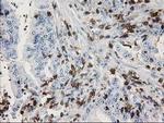 DEF8 Antibody in Immunohistochemistry (Paraffin) (IHC (P))