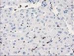 DEF8 Antibody in Immunohistochemistry (Paraffin) (IHC (P))