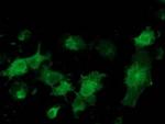 MGRN1 Antibody in Immunocytochemistry (ICC/IF)