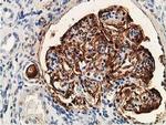 PDLIM2 Antibody in Immunohistochemistry (Paraffin) (IHC (P))