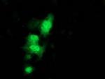 C1orf50 Antibody in Immunocytochemistry (ICC/IF)