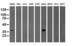 GRAP2 Antibody in Western Blot (WB)