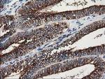 beta-4 Tubulin Antibody in Immunohistochemistry (Paraffin) (IHC (P))