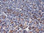 beta-4 Tubulin Antibody in Immunohistochemistry (Paraffin) (IHC (P))