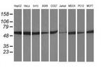 beta-4 Tubulin Antibody in Western Blot (WB)