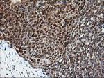 PDXK Antibody in Immunohistochemistry (Paraffin) (IHC (P))