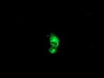 PTP1B Antibody in Immunocytochemistry (ICC/IF)