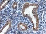 TRAP alpha Antibody in Immunohistochemistry (Paraffin) (IHC (P))