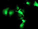 HSPBP1 Antibody in Immunocytochemistry (ICC/IF)