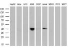 HSPBP1 Antibody in Western Blot (WB)