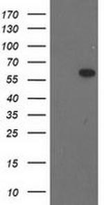 BAIAP2 Antibody in Western Blot (WB)