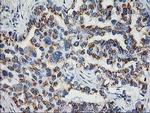 Nudel Antibody in Immunohistochemistry (Paraffin) (IHC (P))