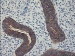 FDFT1 Antibody in Immunohistochemistry (Paraffin) (IHC (P))