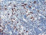 FDFT1 Antibody in Immunohistochemistry (Paraffin) (IHC (P))