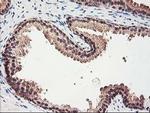 RbAp46 Antibody in Immunohistochemistry (Paraffin) (IHC (P))