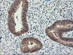 RbAp46 Antibody in Immunohistochemistry (Paraffin) (IHC (P))