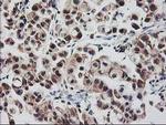 RbAp46 Antibody in Immunohistochemistry (Paraffin) (IHC (P))