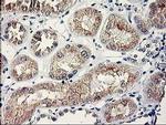 SERPINB13 Antibody in Immunohistochemistry (Paraffin) (IHC (P))