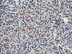 FAM119A Antibody in Immunohistochemistry (Paraffin) (IHC (P))