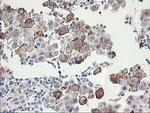 FAM119A Antibody in Immunohistochemistry (Paraffin) (IHC (P))