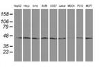 SERPINB13 Antibody in Western Blot (WB)