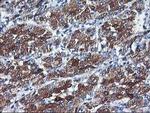 CYP2C9 Antibody in Immunohistochemistry (Paraffin) (IHC (P))