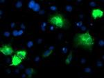 CYP2A6 Antibody in Immunocytochemistry (ICC/IF)