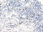 SERPINB2 Antibody in Immunohistochemistry (Paraffin) (IHC (P))