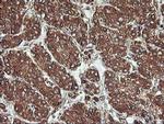 KVbeta1 (KCNAB1) Antibody in Immunohistochemistry (Paraffin) (IHC (P))