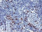 J Chain Antibody in Immunohistochemistry (Paraffin) (IHC (P))