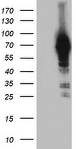 NLN Antibody in Western Blot (WB)