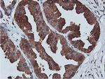 C20orf3 Antibody in Immunohistochemistry (Paraffin) (IHC (P))