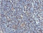 C20orf3 Antibody in Immunohistochemistry (Paraffin) (IHC (P))