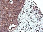 C20orf3 Antibody in Immunohistochemistry (Paraffin) (IHC (P))