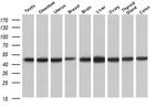 C20orf3 Antibody in Western Blot (WB)