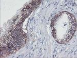 ALOX15 Antibody in Immunohistochemistry (Paraffin) (IHC (P))